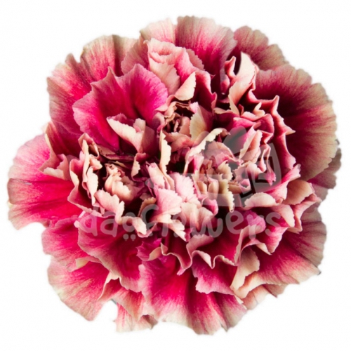 Merletto Crimson