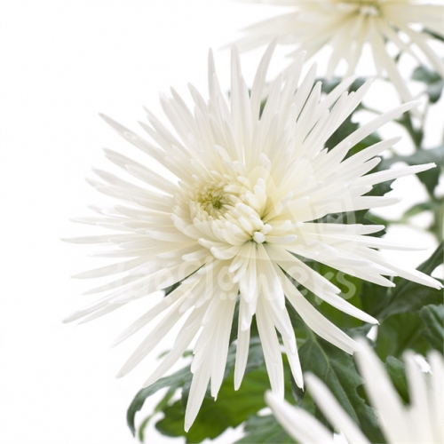 delistar white