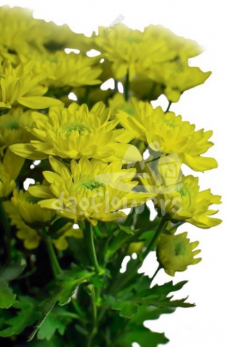 yellow megara