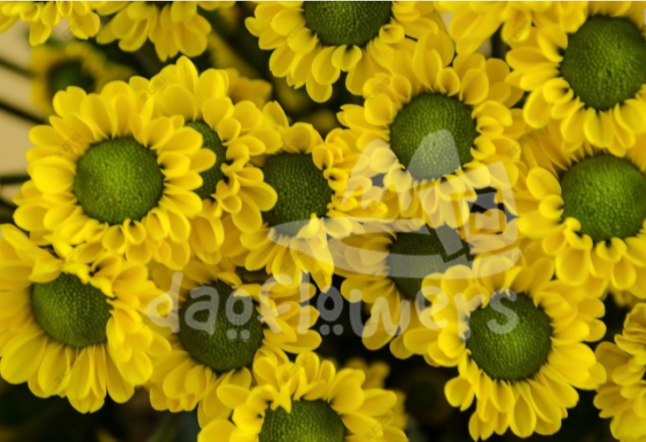juicy yellow