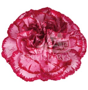 Bacarat Purple