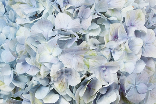 aquarelle