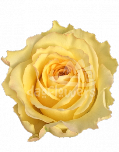 mayras yellow