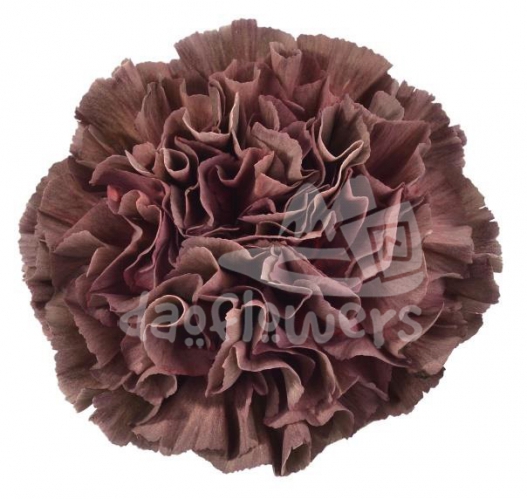 Copper Extasis