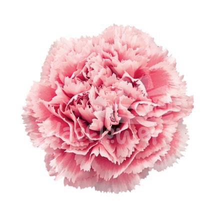 Nobbio Pink Gelato