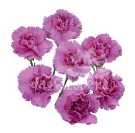 jacaranda*