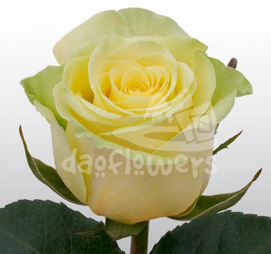 gelosia