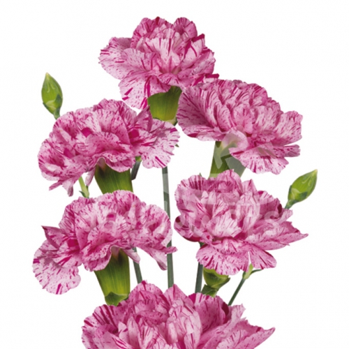 lollipop violet*