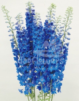 Triton blue