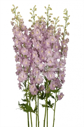 Triton lavender